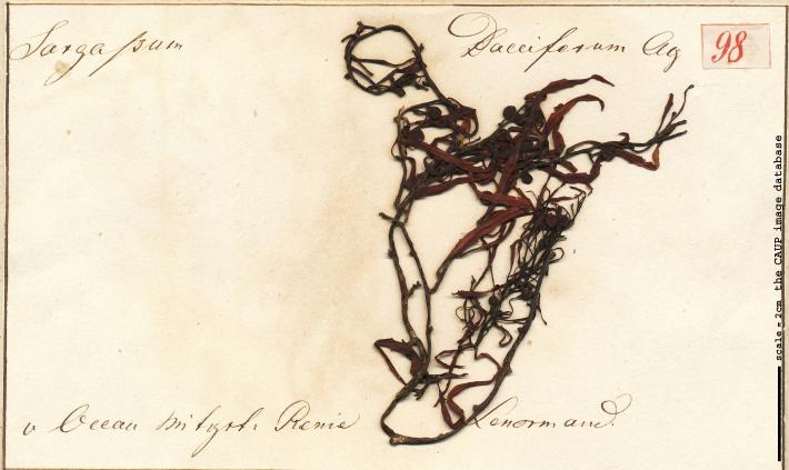 Sargassum natans.jpg